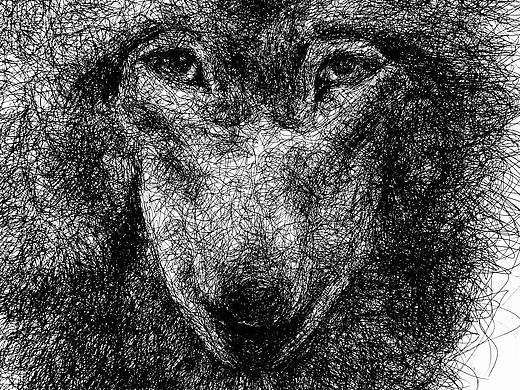 全副画-狼  -路人速写