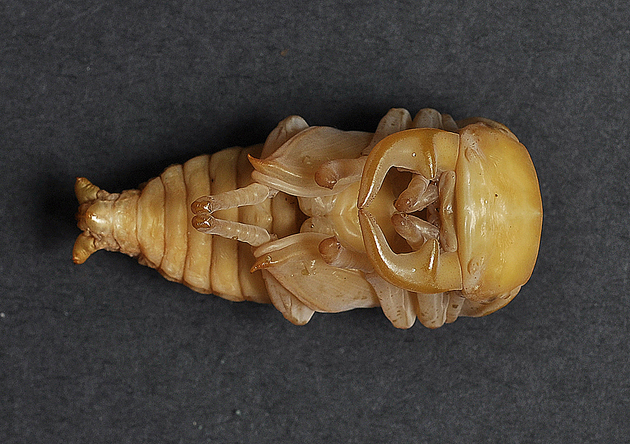 中国大锹饲育锹肌鸹獆摄影|宠物摄影|i虫趣汇i_原创作品-站酷