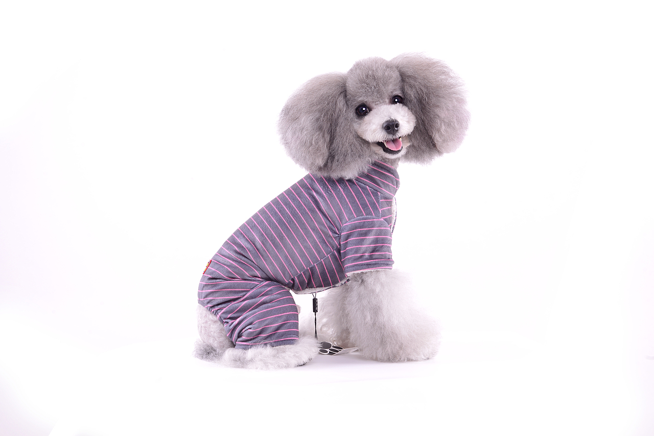 深圳宠物摄影-宠物服装拍摄