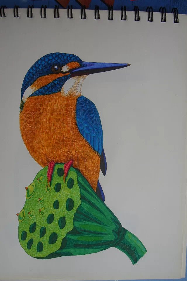 我画的【翠鸟】画集