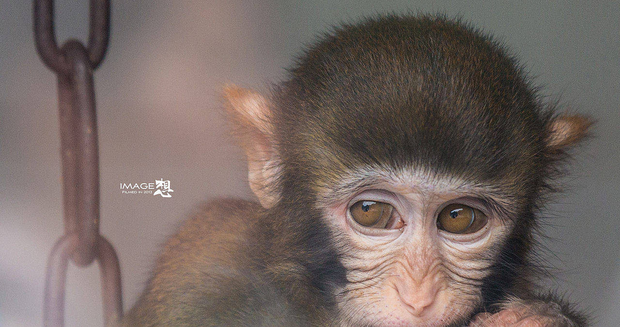 《如果...关在笼子里的是我们》