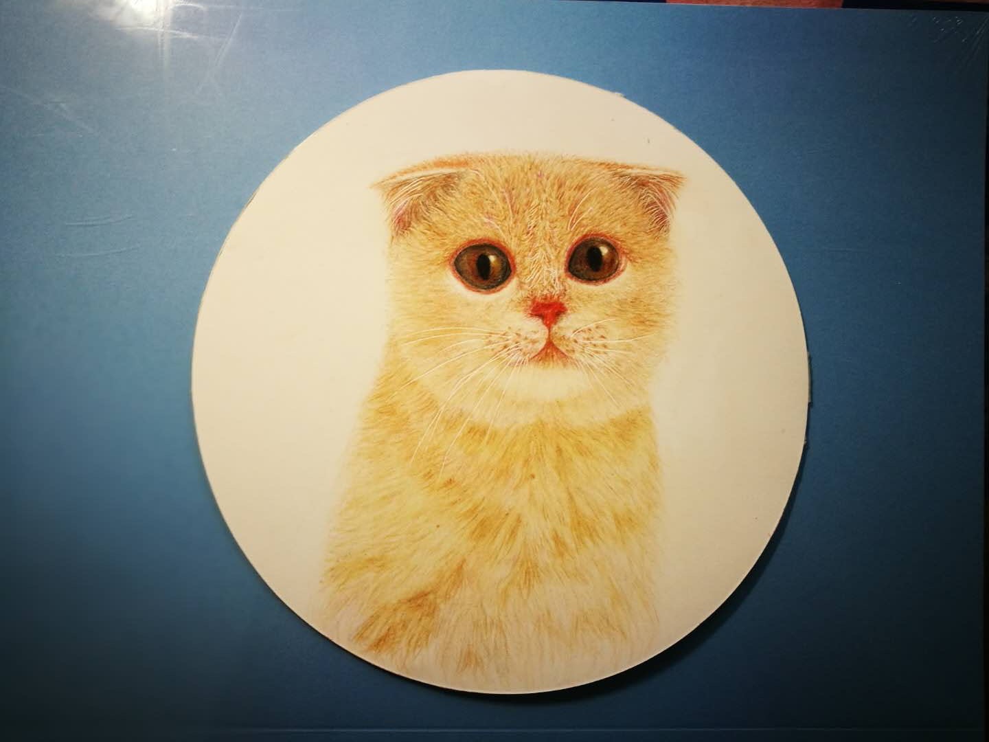 月亮里的折耳猫