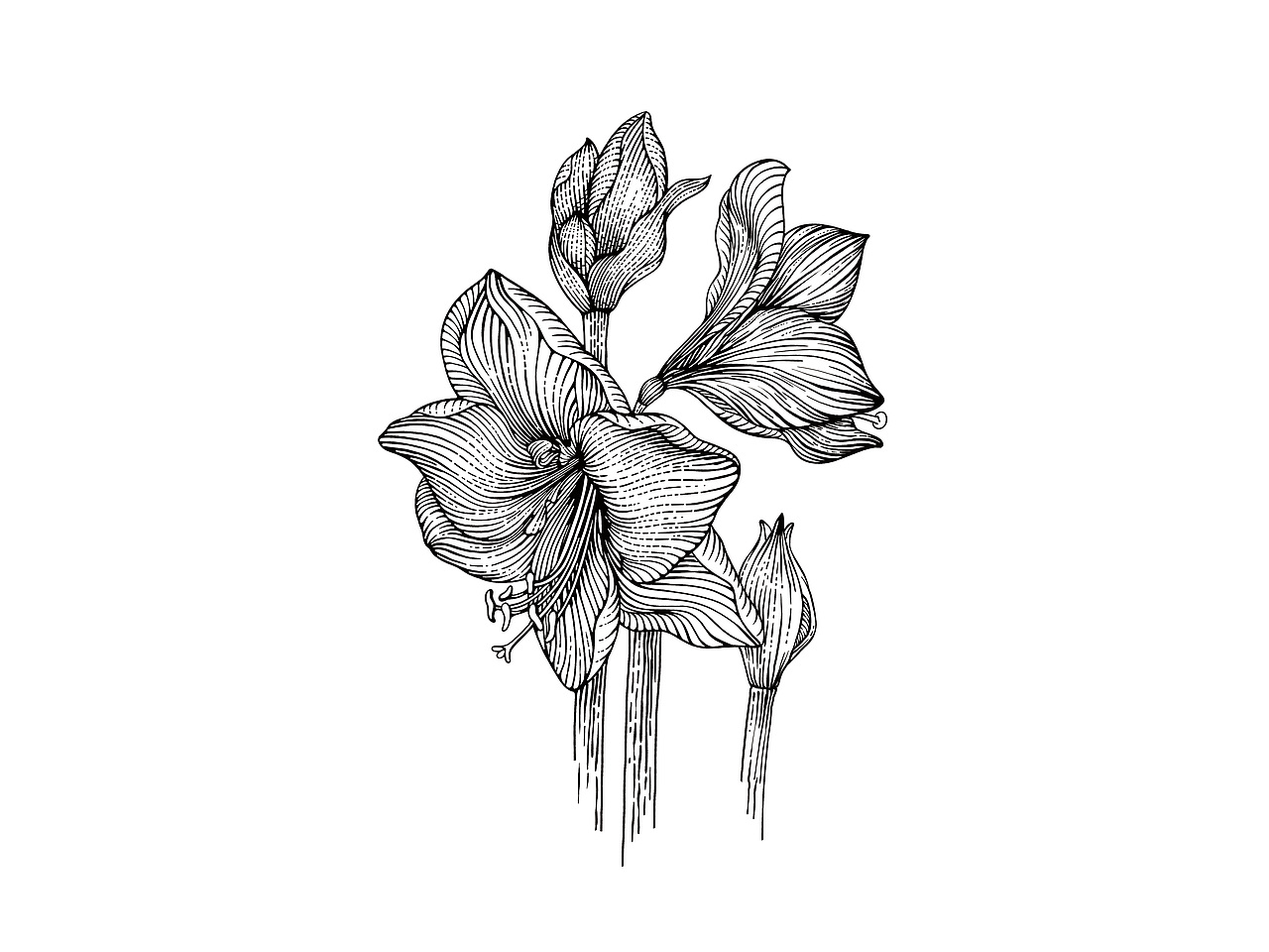 动物系列插画-2（图ZMjk2NTUzNzk2） - 商业插画 - 站酷设计师一叶插画原创素材 - 站酷ZCOOL