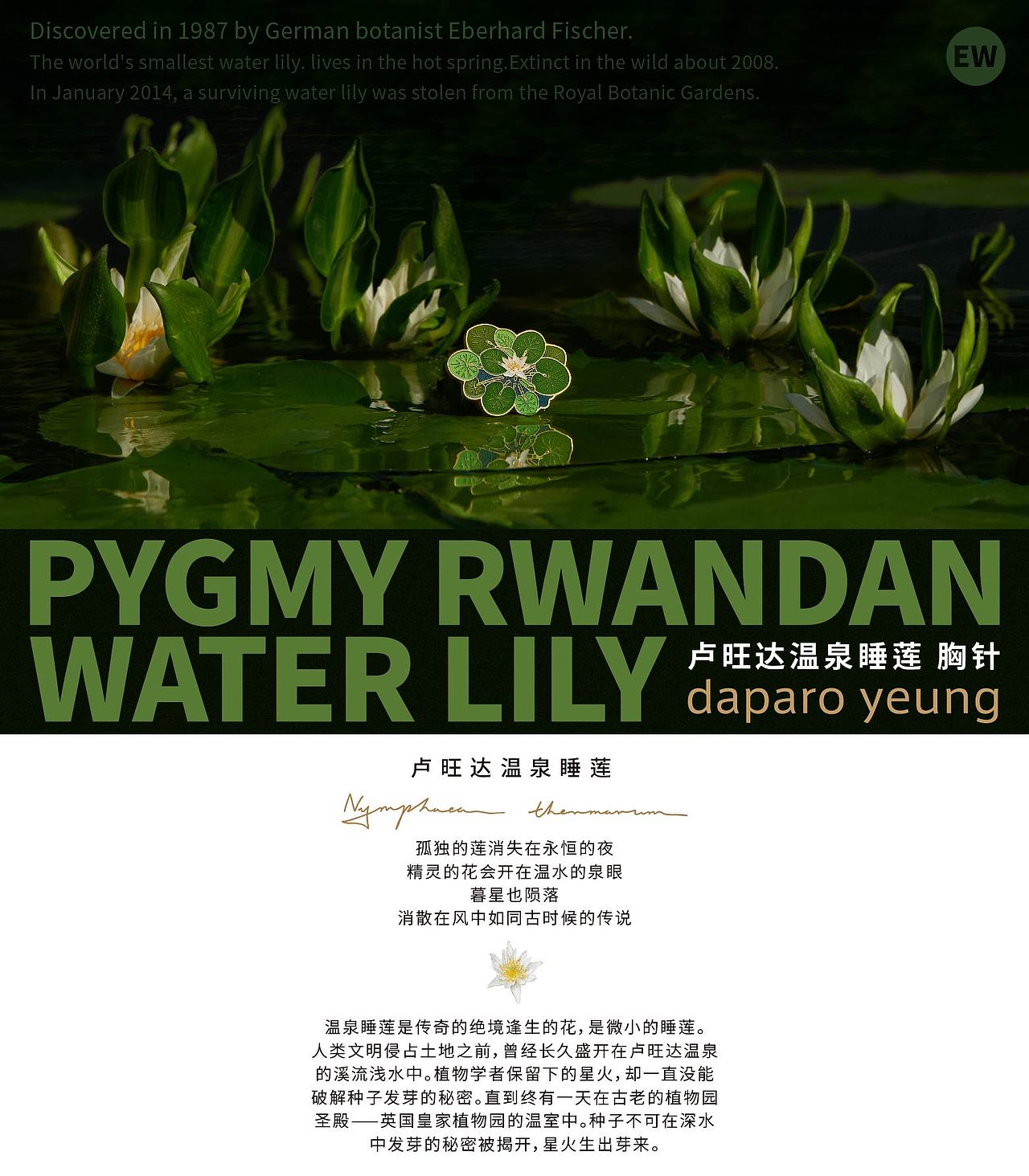 「daparo yeung」卢旺达温泉睡莲胸针