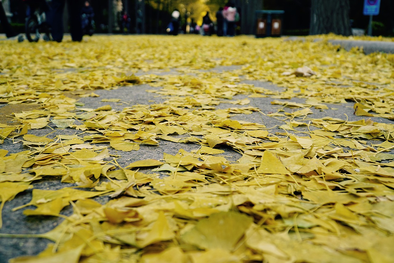 银杏一天（图ZOTYzNTg5MzI=） - 风光摄影 - 站酷设计师画设计的刘豫州原创素材 - 站酷ZCOOL