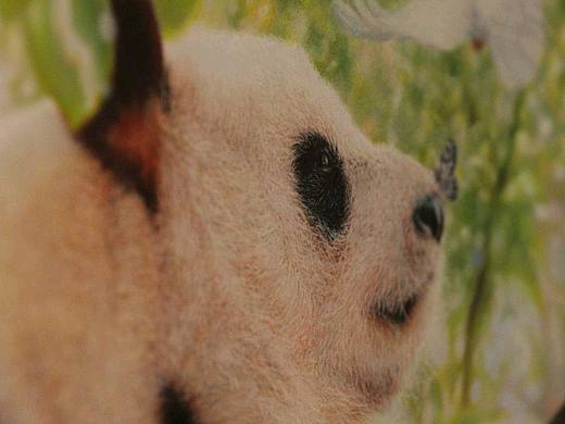 大熊猫和它的小伙伴们