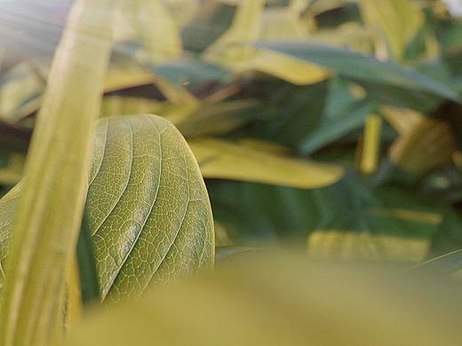 octane單幀渲染（個人主頁-ZMjY3MjczMjQ=） - Motion Graphic - 站酷設(shè)計師xue作品集原創(chuàng)素材 - 站酷ZCOOL