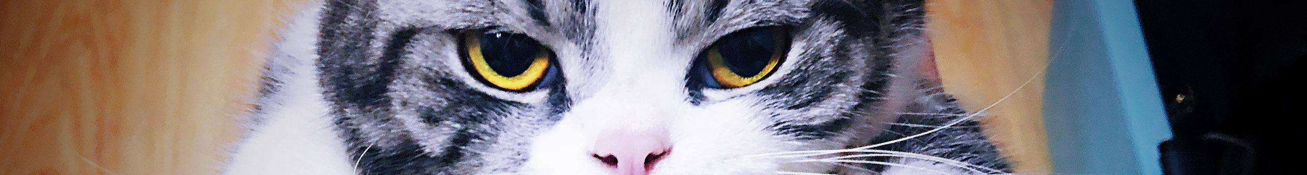 JKnevergiveup的个人主页（封面预览） - 主页封面设置 - 站酷设计师JKnevergiveup原创素材 - 站酷ZCOOL