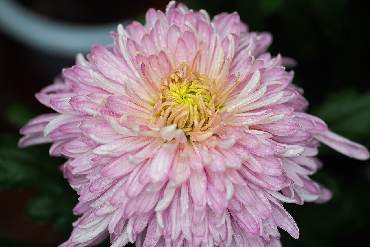 共青森林公园秋天的景色