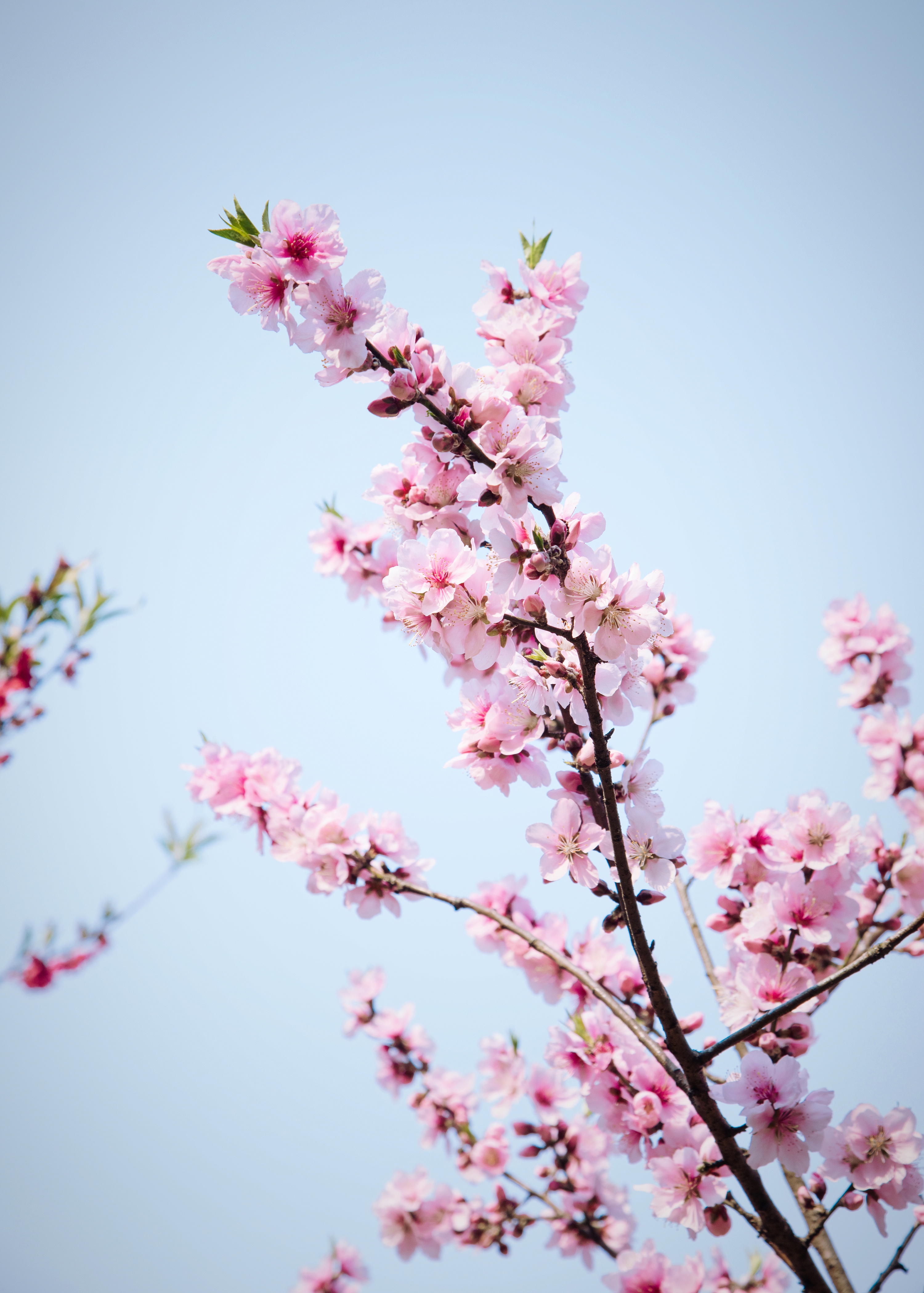 春天桃花盛开高清图片下载-正版图片500663220-摄图网