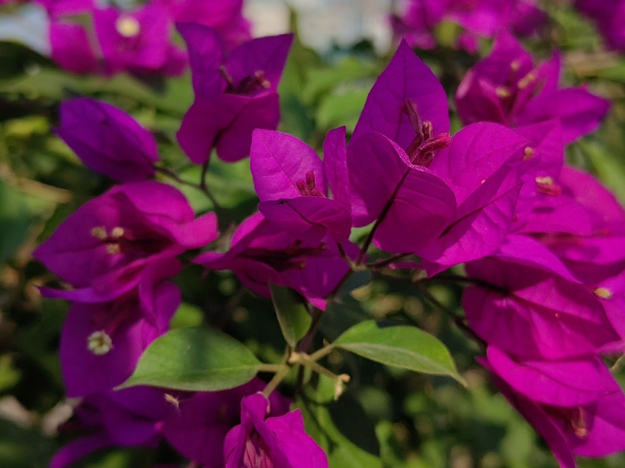 冬天玫红色三角梅