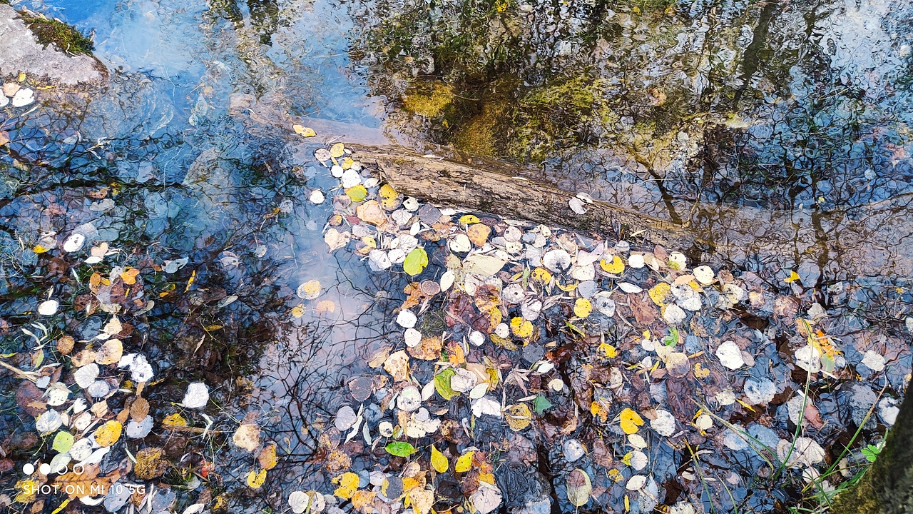 秋水倒影河水中树叶漂浮油画感风景（图ZMzIzNzg0NDUy） - 风光摄影 - 站酷设计师Z851530884原创素材 - 站酷ZCOOL