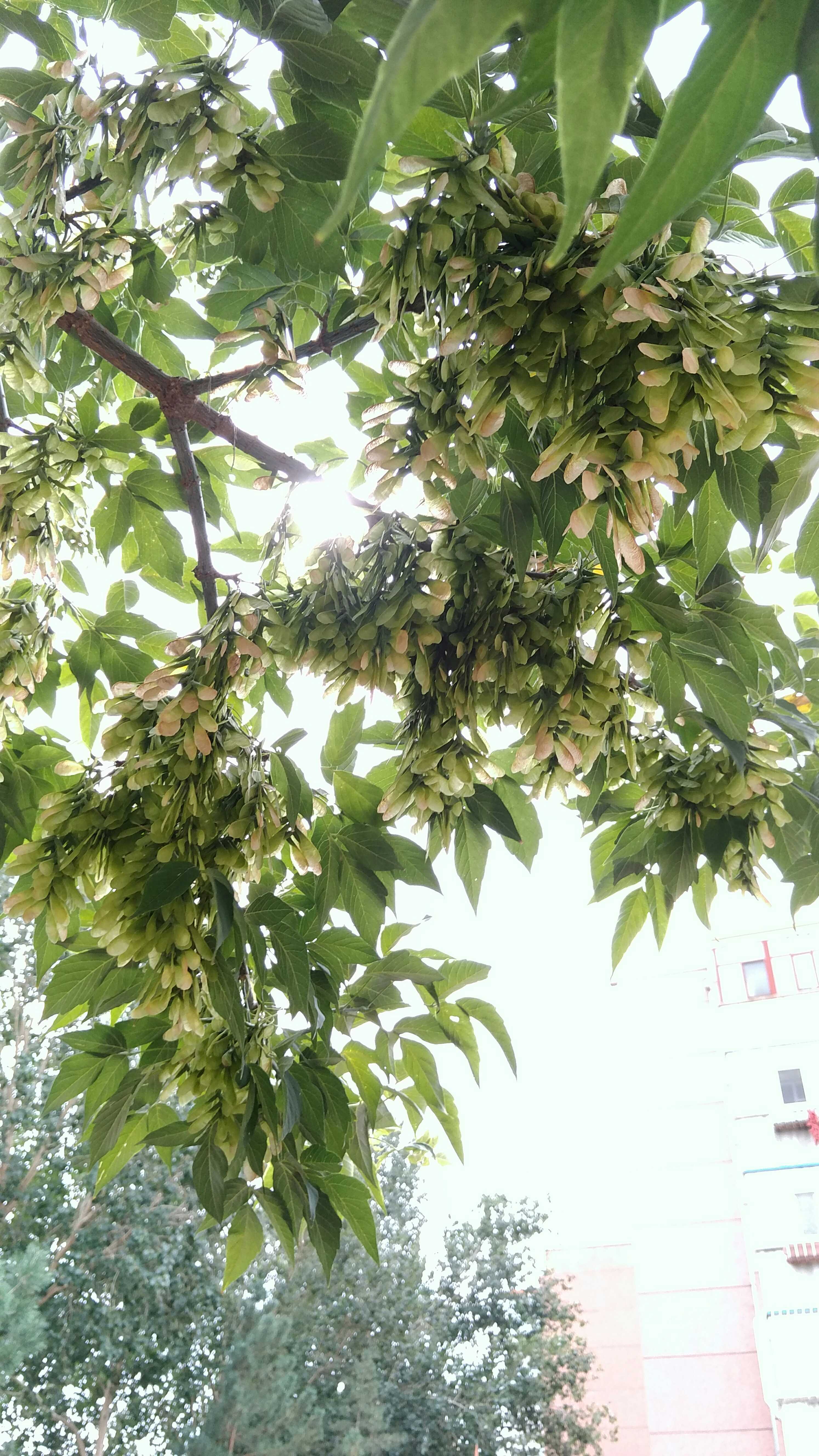 丛生糖槭树图片