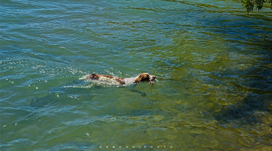 新西兰游记（二）（图ZNzk4NjEzMDg=） - 风光摄影 - 站酷设计师samchoi原创素材 - 站酷ZCOOL