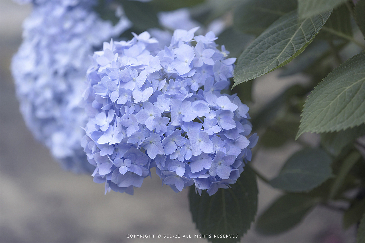 初夏的颜色 ​​​​ 无尽夏（图ZMTE0NDI1OTg4） - 风光摄影 - 站酷设计师See21原创素材 - 站酷ZCOOL