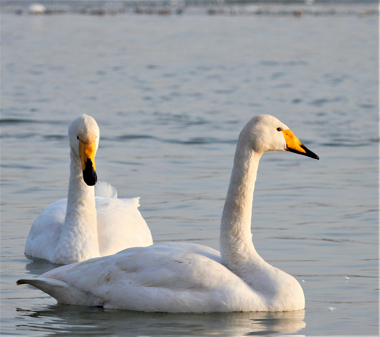 白天鹅（图ZMzYxNzg1Mjcy） - 风光摄影 - 站酷设计师HJK去缺氧的拉萨原创素材 - 站酷ZCOOL