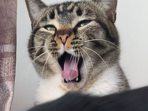老贝的猫