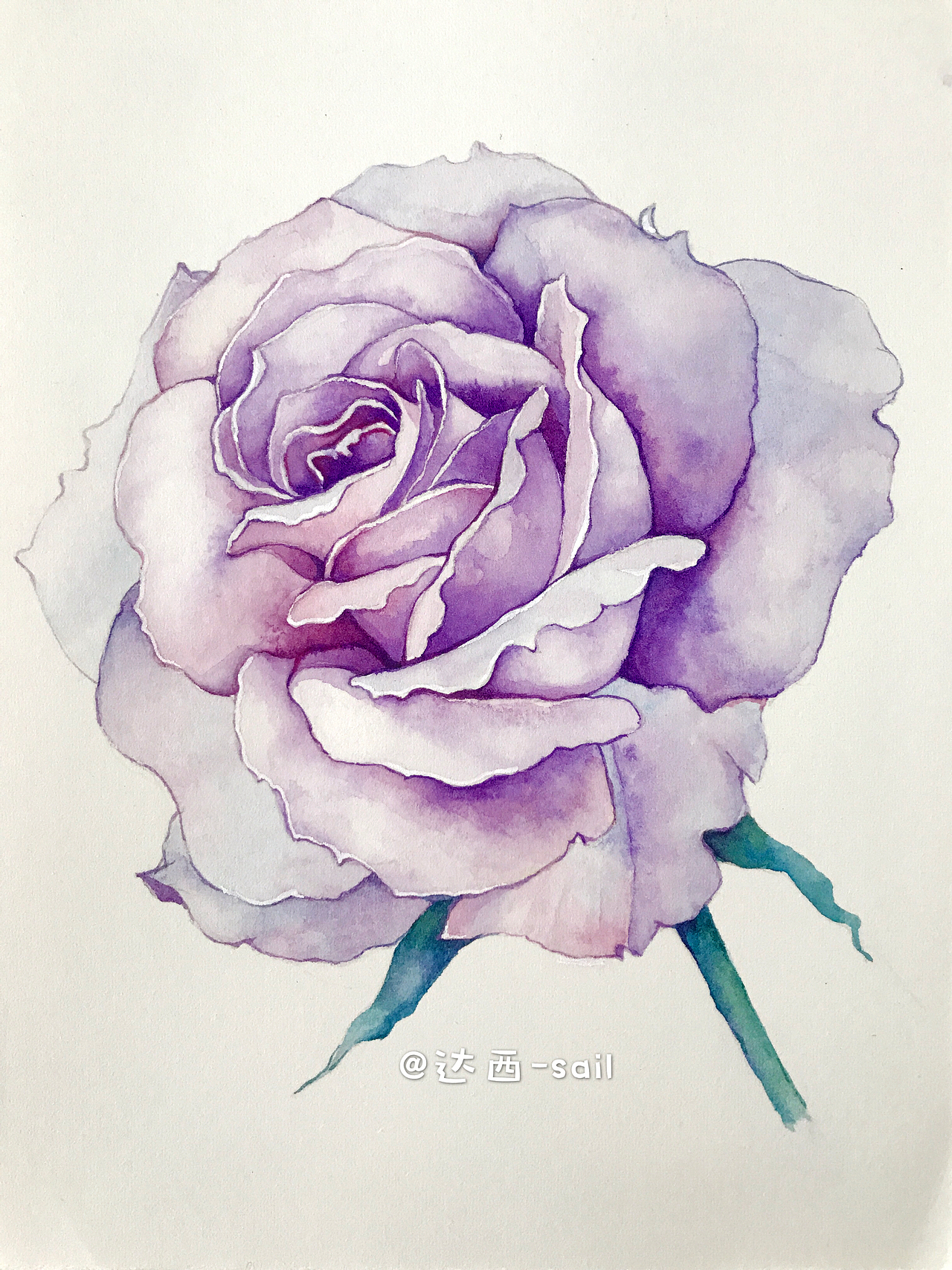 玫瑰花.|插画|创作习作|达西sail_原创作品-站酷zcool