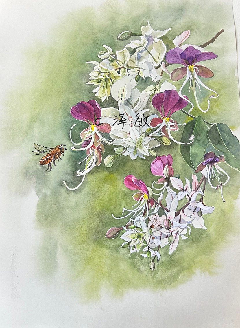 博物植物画系列组图（图ZMzMzNDc0MzYw） - 商业插画 - 站酷设计师画画的陈原创素材 - 站酷ZCOOL