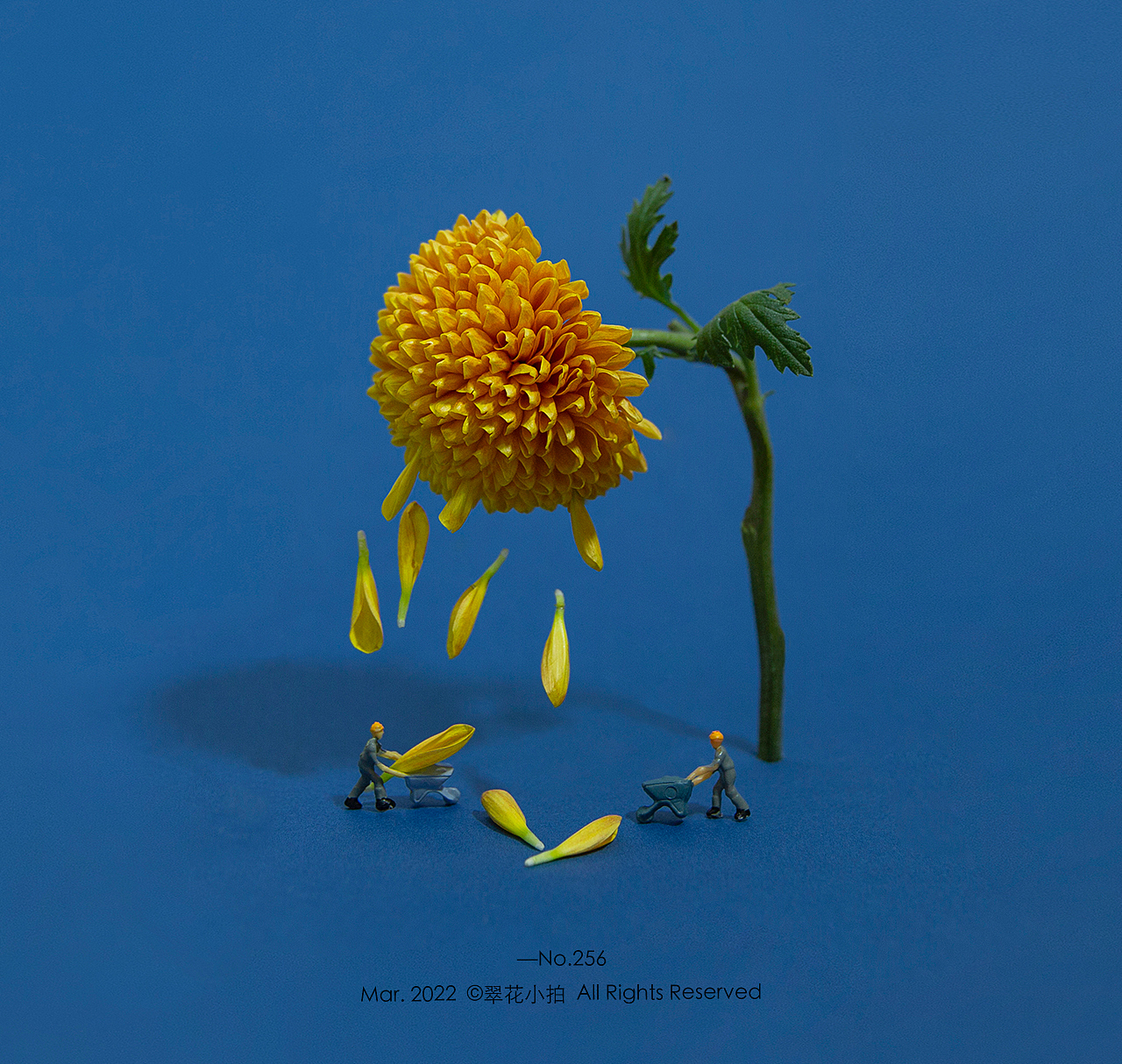 创意摄影#11《花开花落》（图ZMjk1ODQ4NDE2） - 其他摄影 - 站酷设计师翠花小拍原创素材 - 站酷ZCOOL