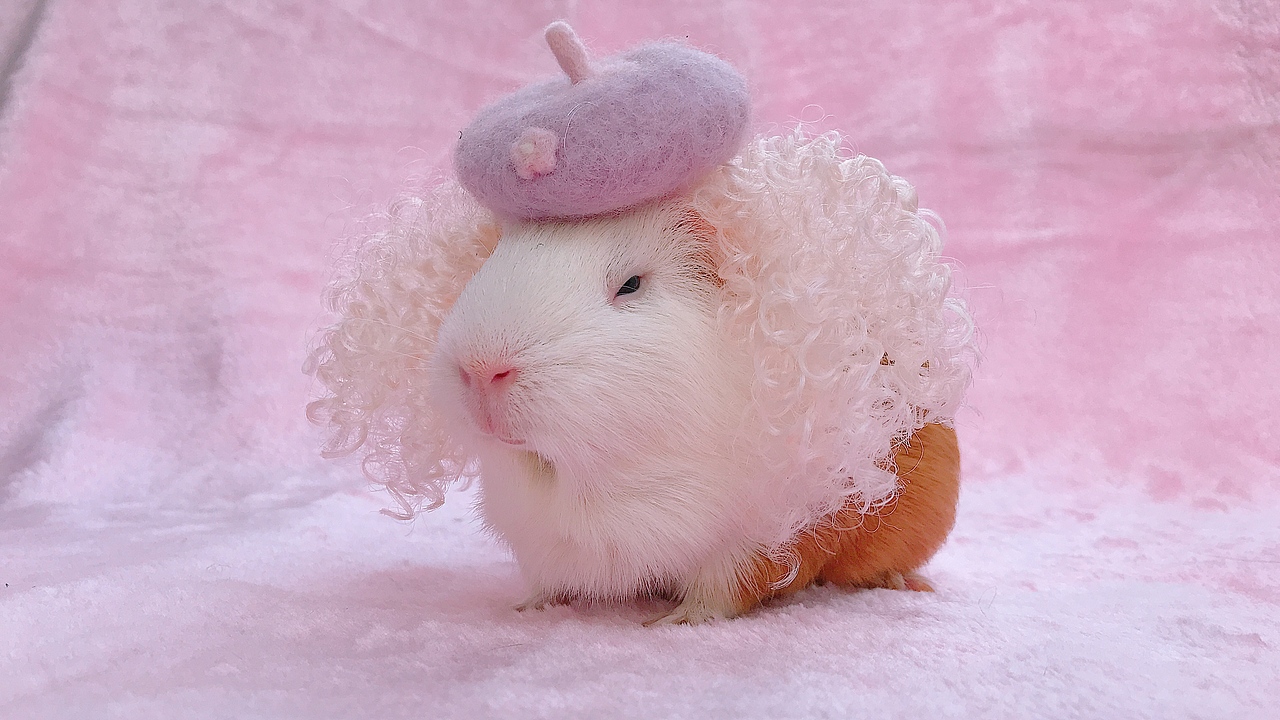 豚鼠婆婆--无命题新作