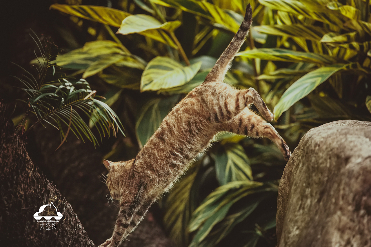 太空狗宠物摄影 公园流浪猫（图ZMTQxODU1MzY4） - 宠物摄影 - 站酷设计师太空狗视觉原创素材 - 站酷ZCOOL