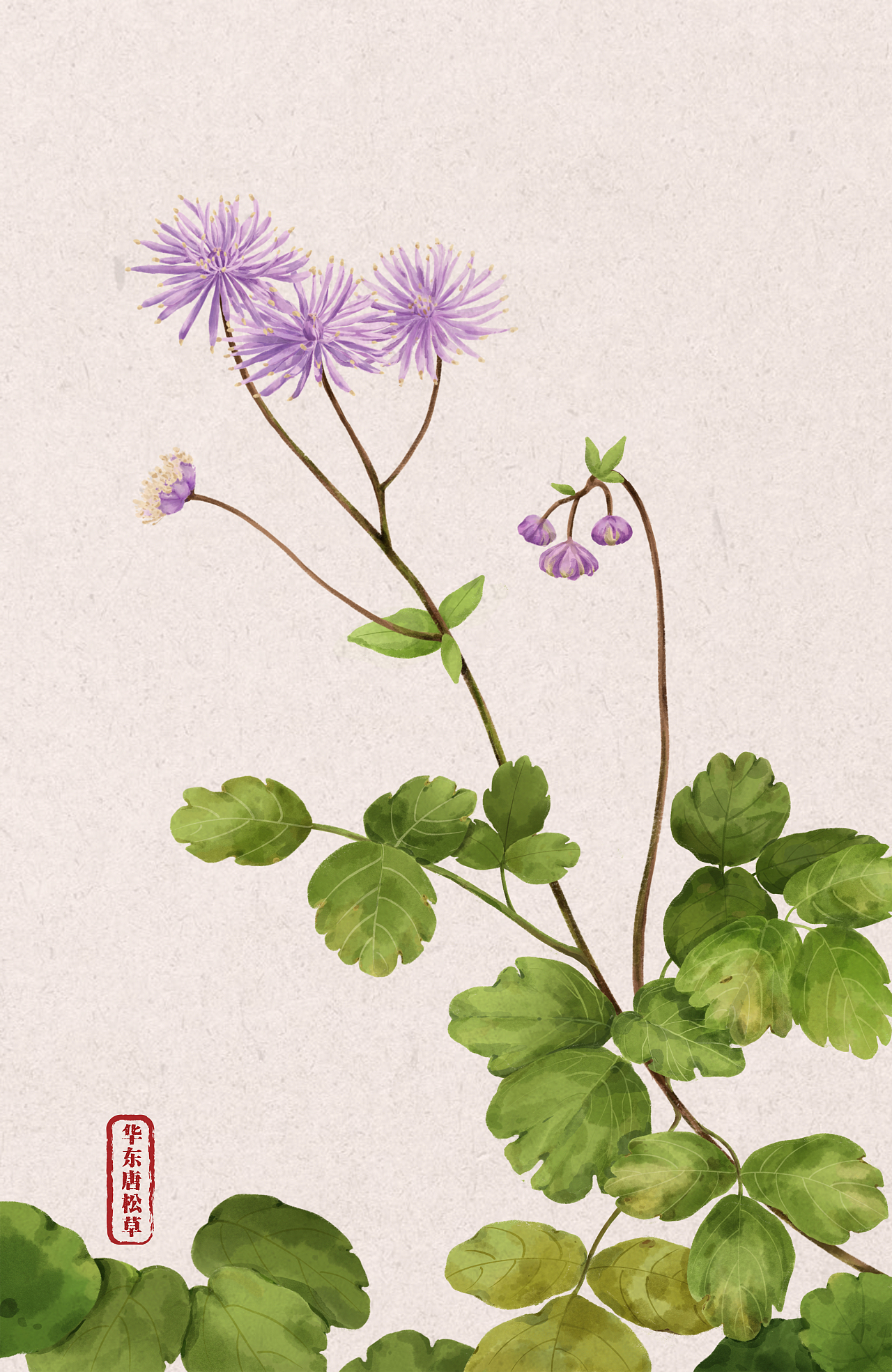 植物插画：华东唐松草（图ZMjMzMDIwNDM2） - 商业插画 - 站酷设计师伟大的春山君原创素材 - 站酷ZCOOL