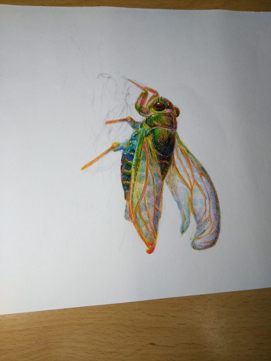 蝉蜕|插画习作|插画|yq手绘 - 原创设计作品 - 站酷 (zcool)