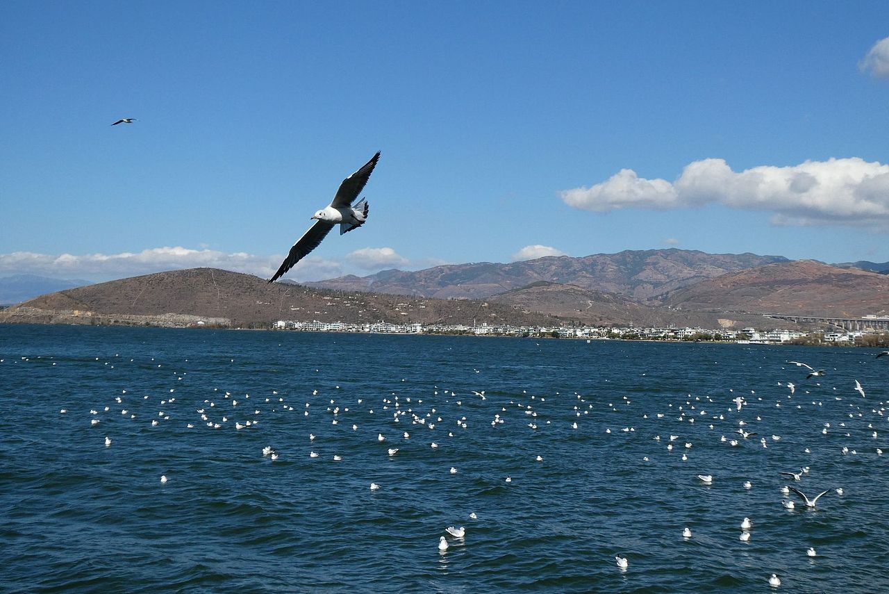 洱海上的海鸥们