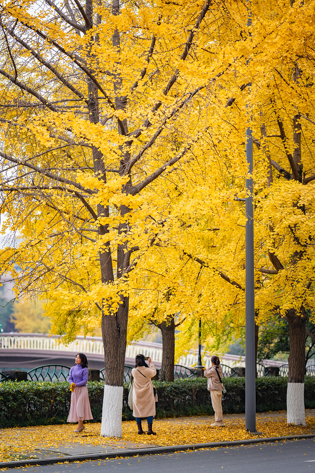 美丽的河边银杏，锦里中路（图ZMjM1NzgzMTU2） - 人像摄影 - 站酷设计师迪克高原创素材 - 站酷ZCOOL
