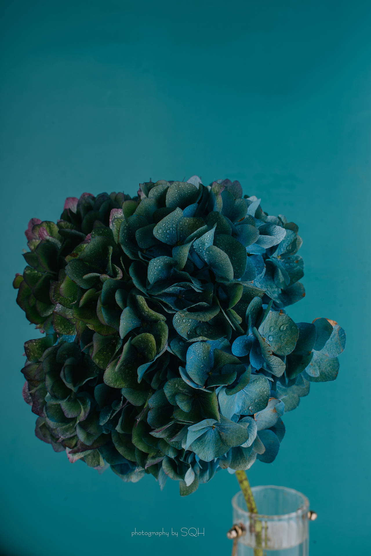 绣球——静物产品拍摄复古色调绣球鲜花（图ZMjMzNjE0NDM2） - 产品摄影 - 站酷设计师苏倾欢原创素材 - 站酷ZCOOL
