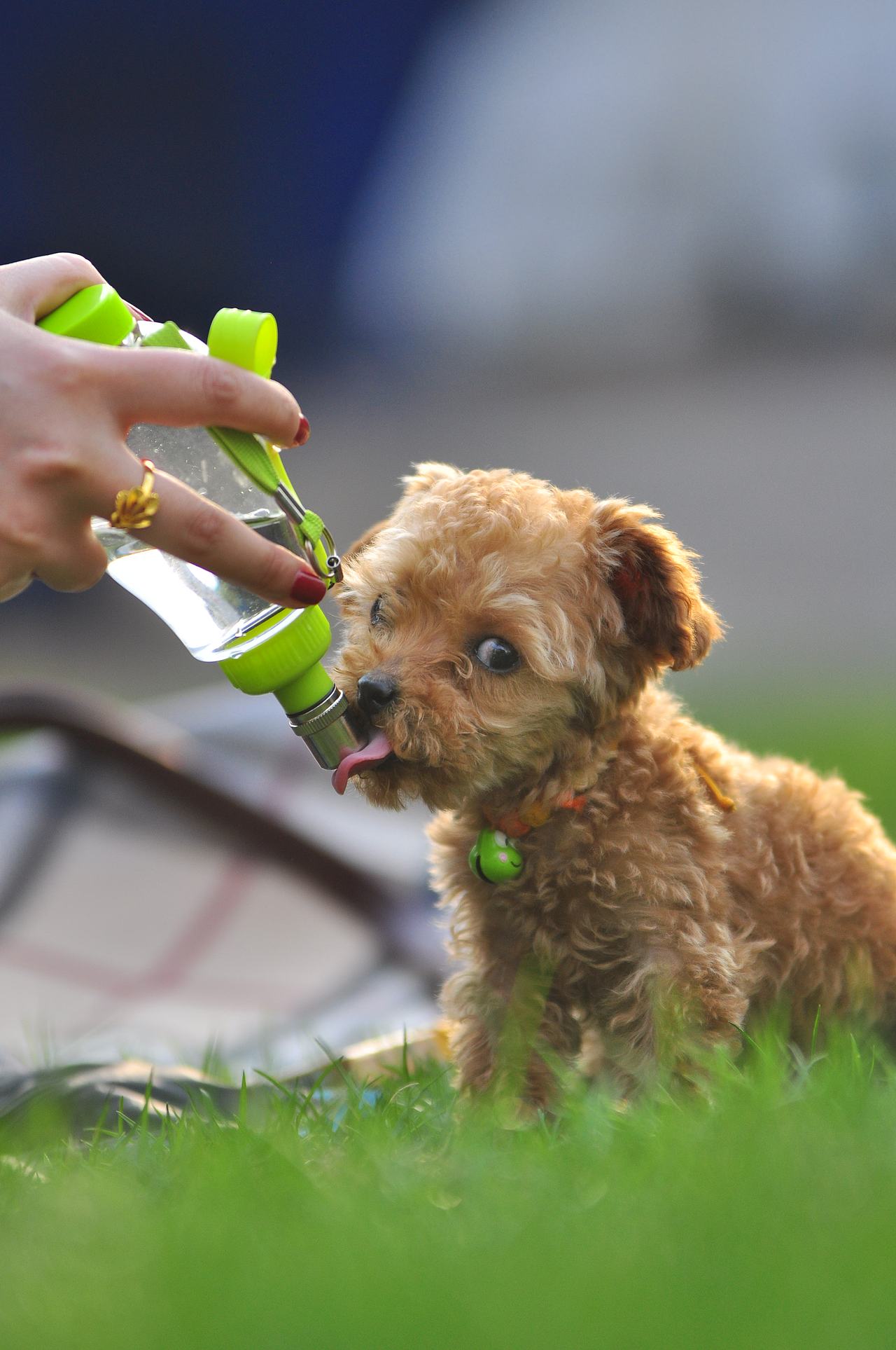 设计师的宠物摄影（图ZODA4NjA5NjQ=） - 宠物摄影 - 站酷设计师徐志友原创素材 - 站酷ZCOOL