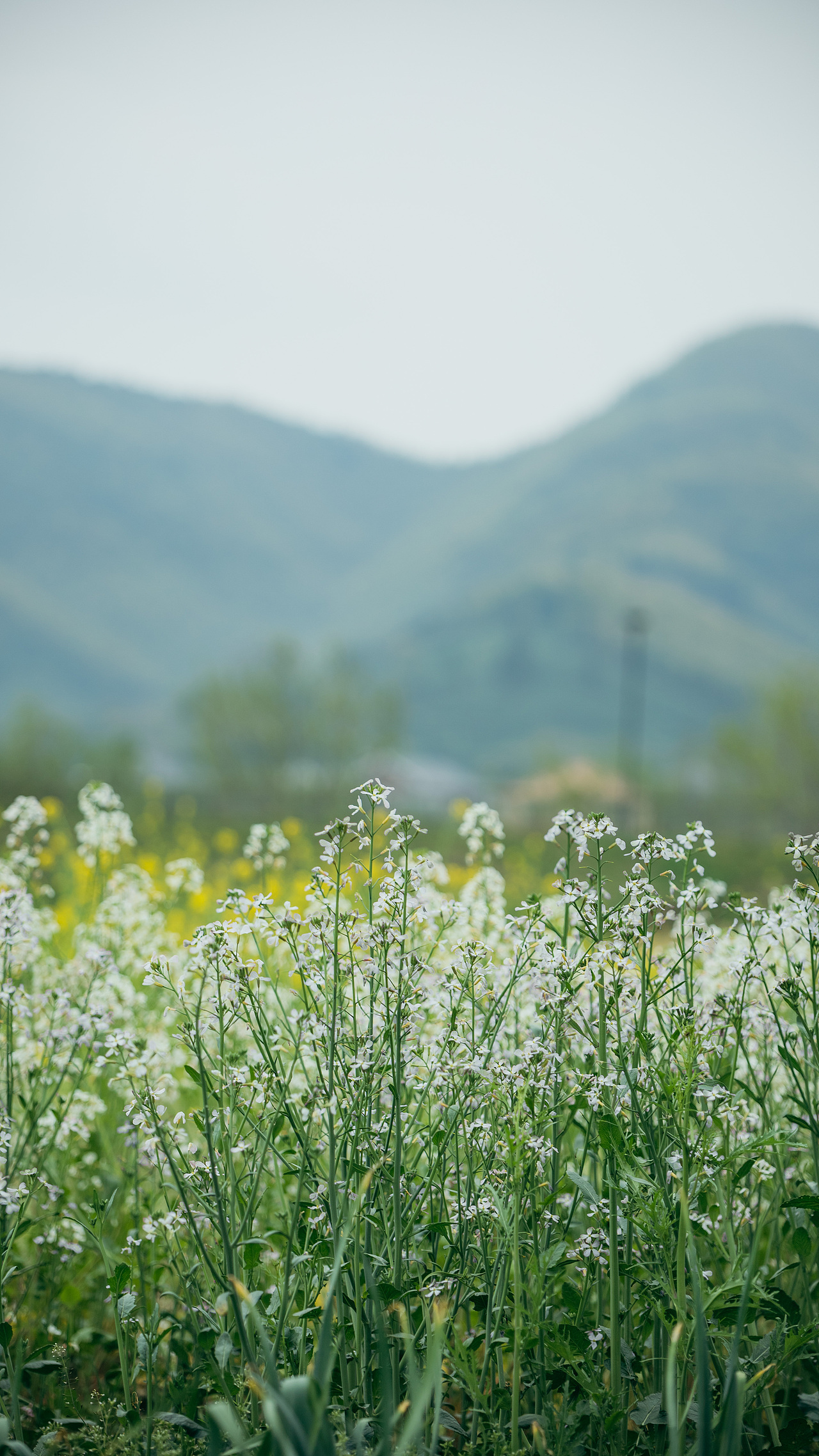 0326苕溪边露营记录（图ZMjk0ODExMzM2） - 风光摄影 - 站酷设计师蒙蒙酱原创素材 - 站酷ZCOOL