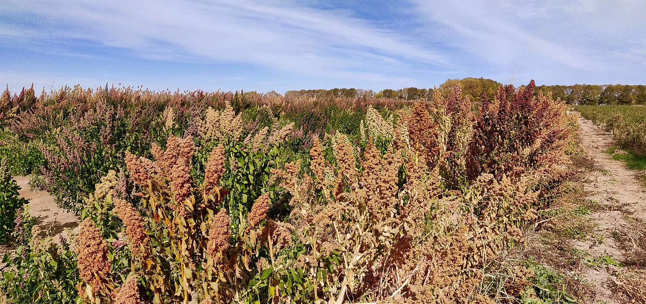 藜麦;青海藜麦;高原之籽;