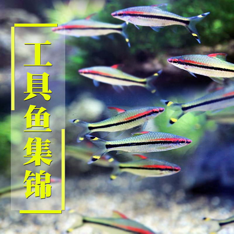 工具鱼活体鱼类目淘宝详情页设计