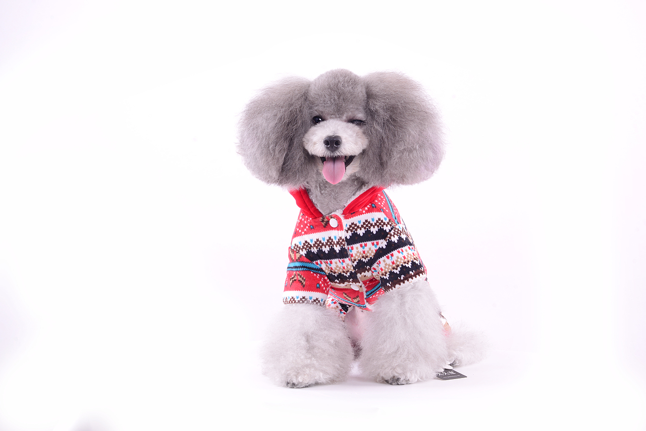 深圳宠物摄影-宠物服装拍摄