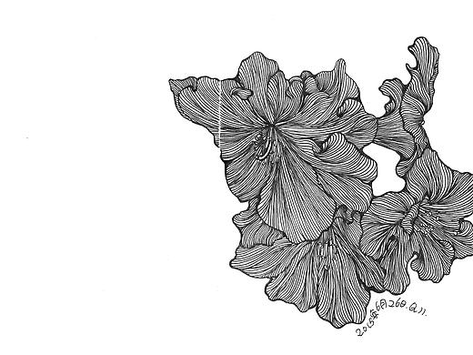 杜鹃花