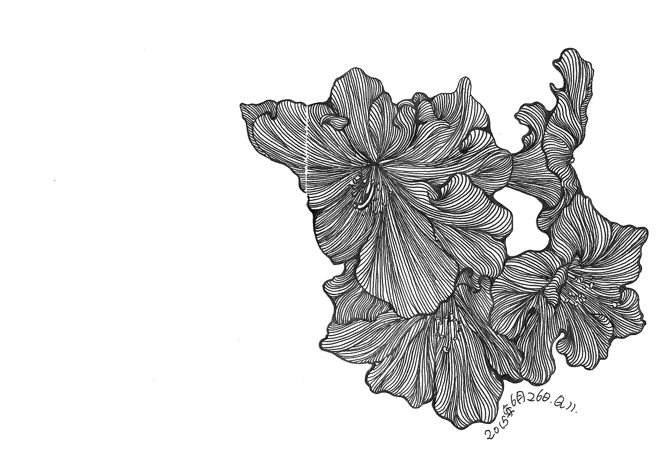 杜鹃花