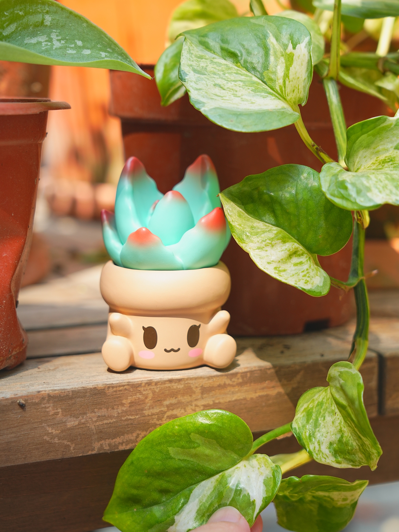 IATOYS--抱抱多肉 2 弹