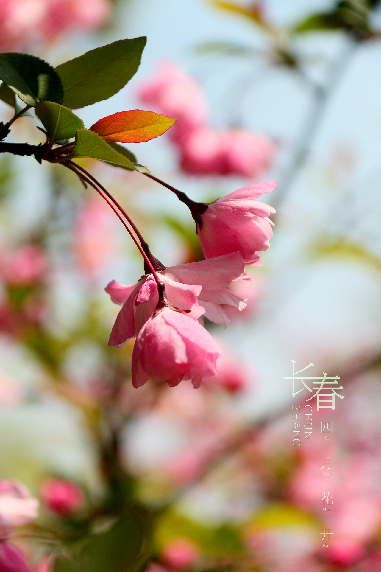 春花儿（图ZNzU2MzQ4Mjg=） - 产品摄影 - 站酷设计师马鹏原创素材 - 站酷ZCOOL