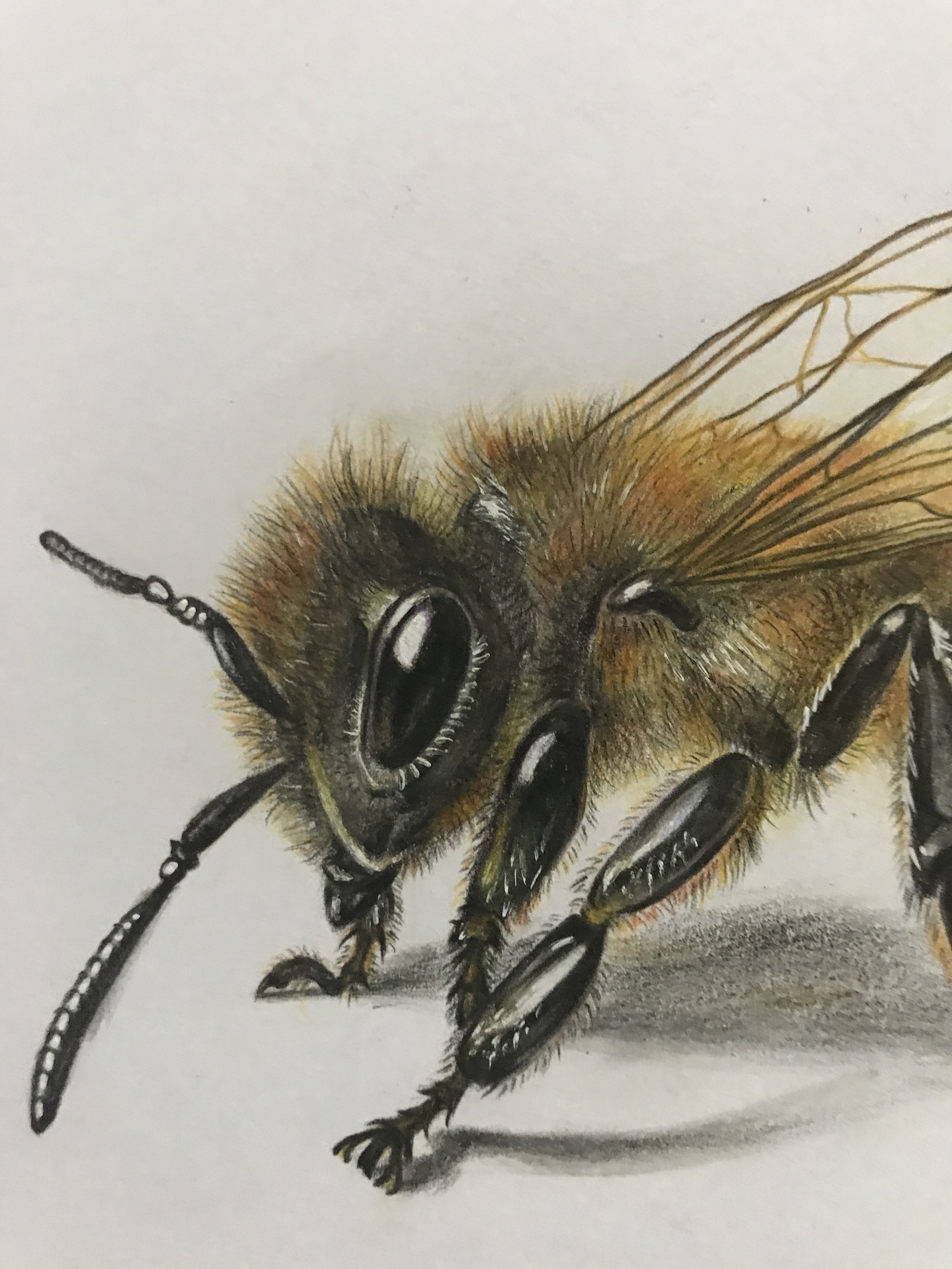 彩铅手绘——小蜜蜂