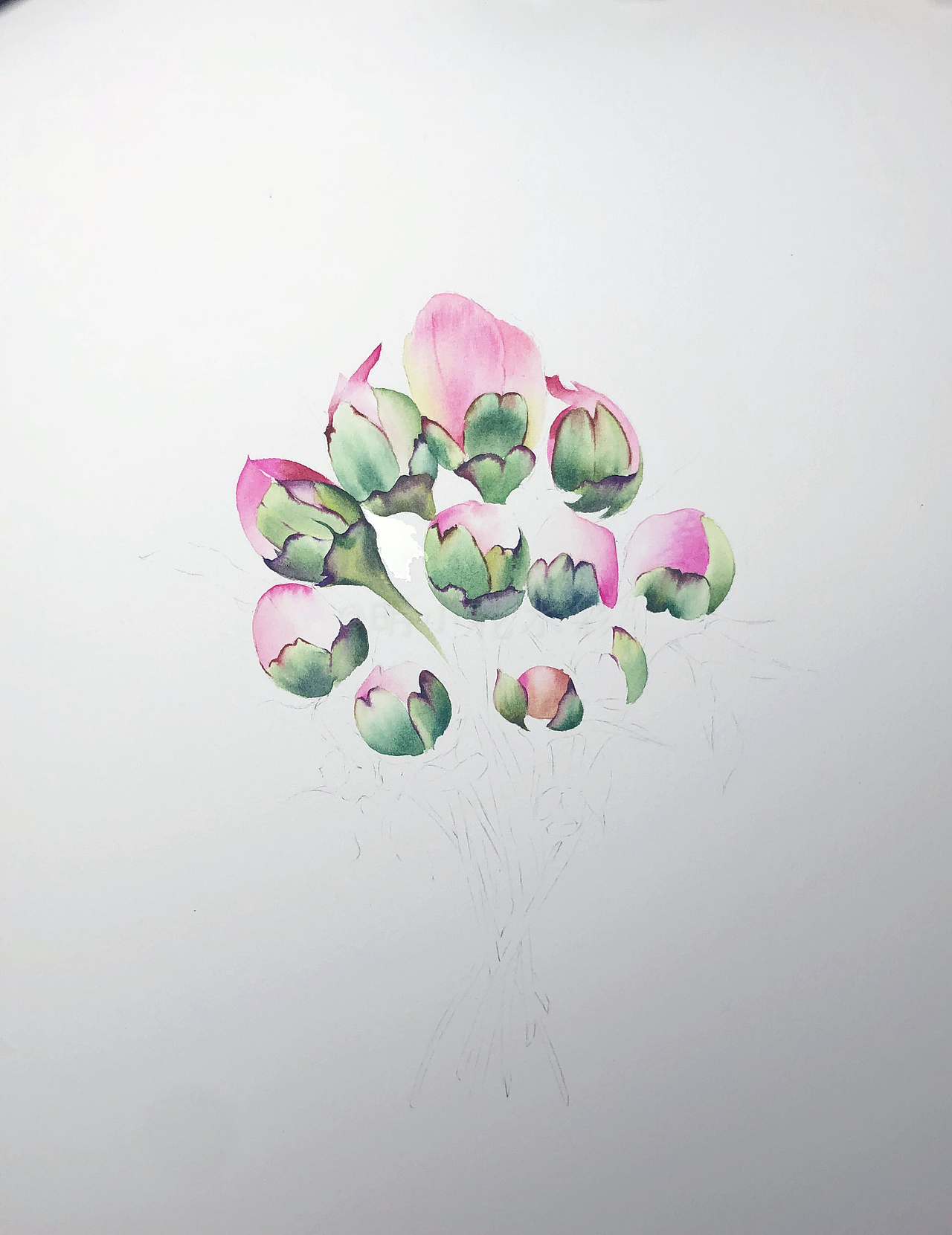 明小花水彩～含苞的优雅～全过程图奉上～（图ZMjIyNDE4Nzcy） - 绘画 - 站酷设计师明小花原创素材 - 站酷ZCOOL