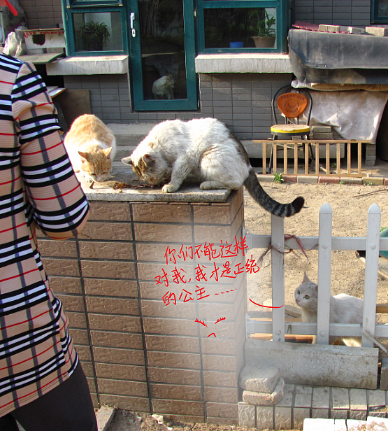 我结交了一群新朋友（图ZMjc2MjE3MDA=） - 文案/策划 - 站酷设计师画师x如也原创素材 - 站酷ZCOOL