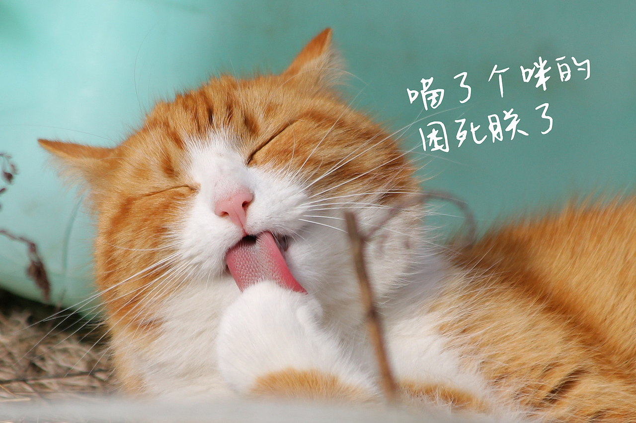 一款细腻优雅的女生手写字体(图ZNzc4NjI0MDg=) - 字体/字形 - 站酷设计师杨任东原创素材 - 站酷ZCOOL