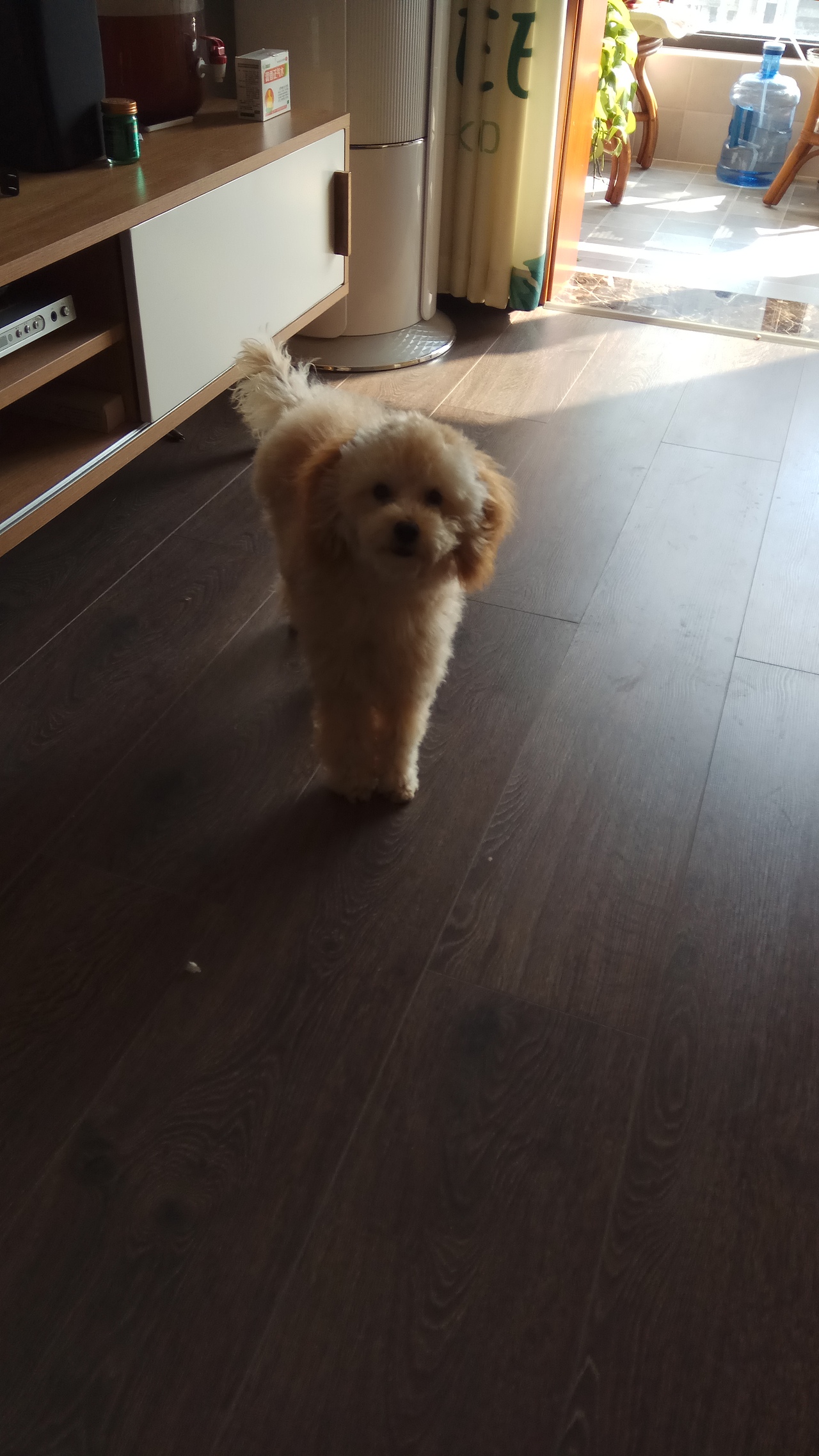 生活中的小丸狗🐶（图ZMTM2MjU0ODY0） - 人文/纪实摄影 - 站酷设计师霸哥666原创素材 - 站酷ZCOOL