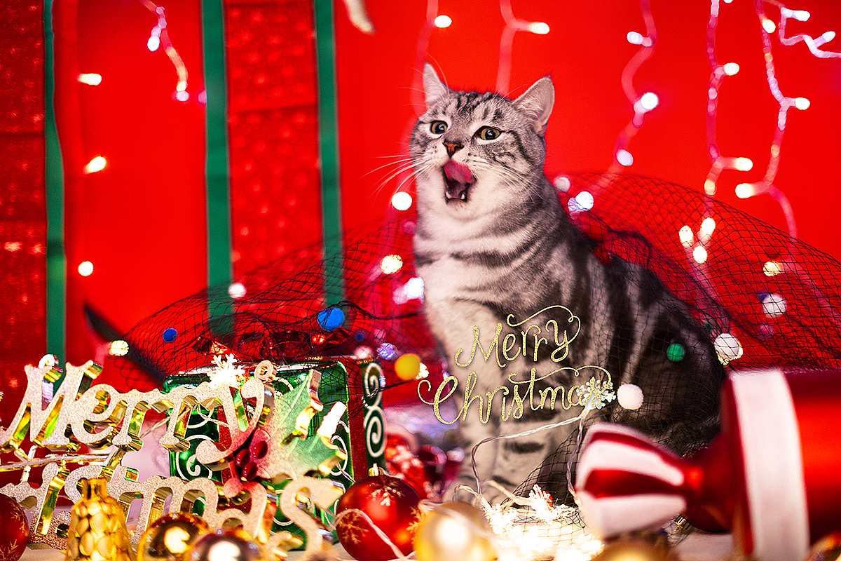 mimo的圣诞（图ZMTM5NTEwMjYw） - 宠物摄影 - 站酷设计师陈家启原创素材 - 站酷ZCOOL