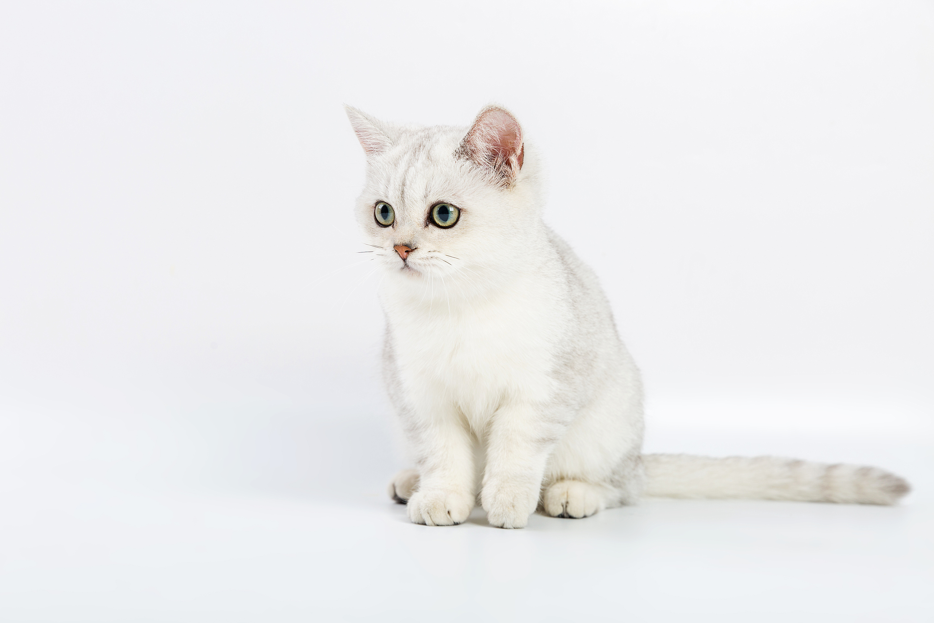 一组猫咪纯色照片|摄影|宠物摄影|莞尔而笑 - 原创作品 - 站酷 (ZCOOL)