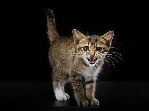 中华田园·梨花猫