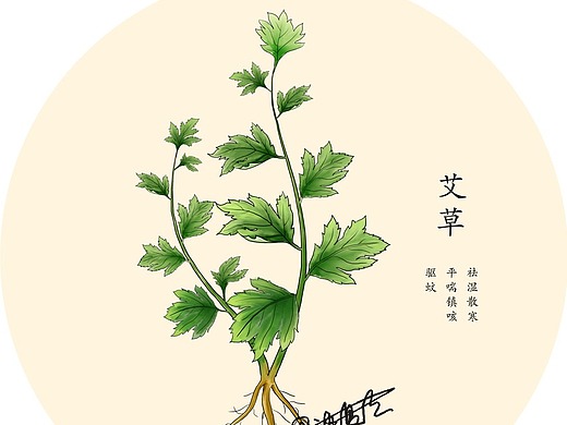 手绘中草药艾草