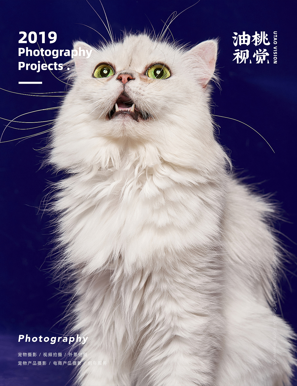 上海宠物摄影赛级宠物猫金吉拉油桃视觉
